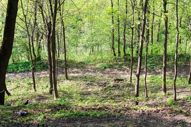 Arbres dans un pré avec pelouse