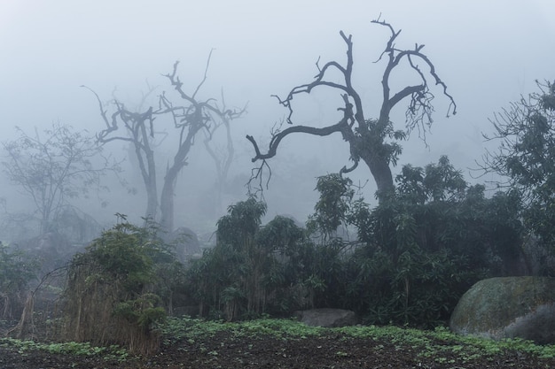 Arbres dans la réserve naturelle de Lomas de Lachay à Lima Pérou