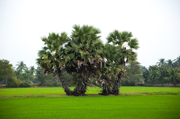 Arbres dans les rizières.