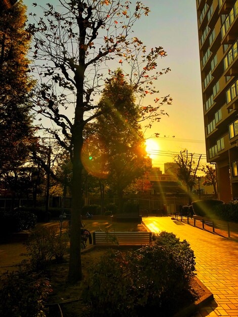 Photo des arbres dans la ville contre le ciel au coucher du soleil