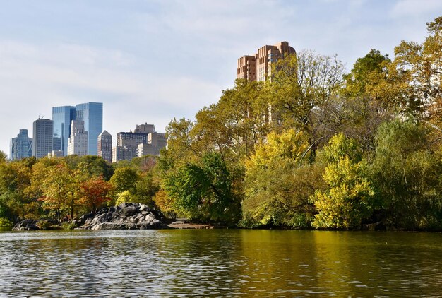 Des arbres dans la ville contre le ciel