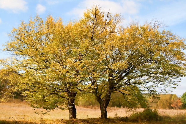 arbres dautomne avec des feuilles dautomne au bord de la route