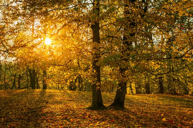 Arbres dorés avec le soleil qui brille à travers