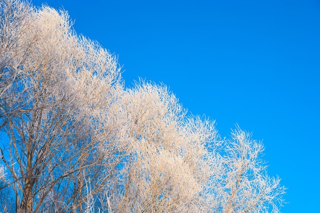 Arbres du matin givré d'hiver couverts de givre