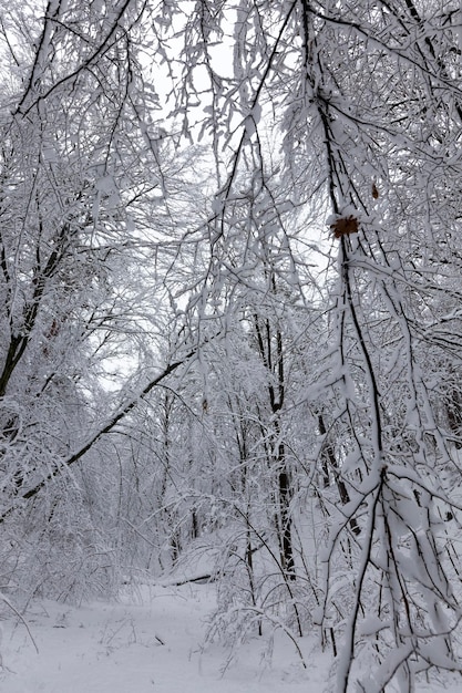 Les arbres du parc sont couverts de neige, il peut y avoir des traces de personnes sur la neige