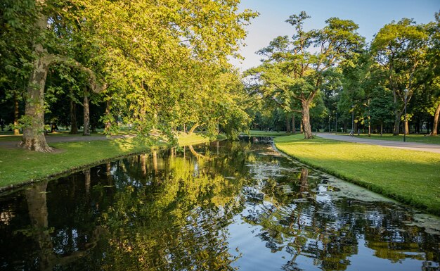 Les Arbres Du Parc De La Ville De Rotterdam Se Reflètent Sur L'eau De L'étang Après-midi Ensoleillé Ciel Bleu Clair