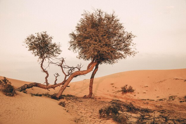 Des arbres sur des dunes de sable contre le ciel