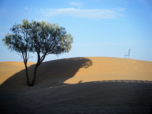 Photo des arbres sur des dunes de sable contre le ciel