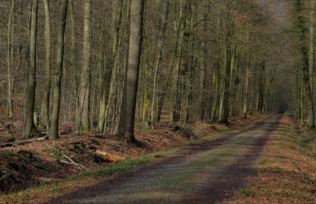 Arbres eau et feuilles dans les bois hollandais en automne aux pays-bas