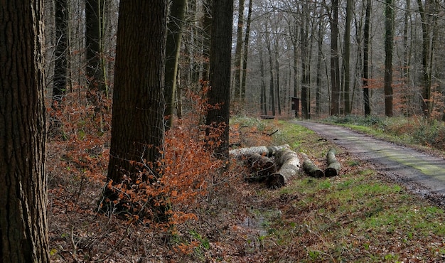 Arbres eau et feuilles dans les bois hollandais en automne aux pays-bas