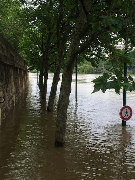 Des arbres sur l'eau Paris juin 2016