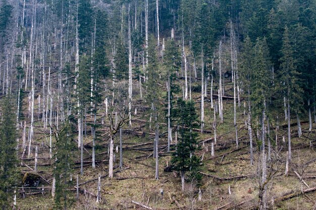 Arbres endommagés par l'ouragan dans la forêt.