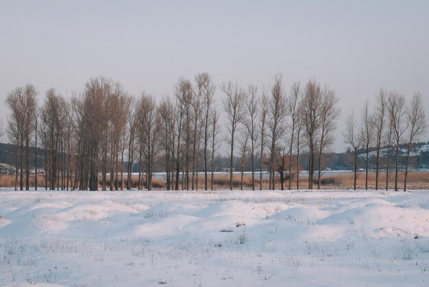 Arbres enneigés au bord du lac