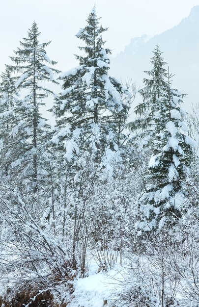 Arbres enneigés et colline de montagne dans le brouillard derrière.