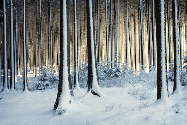 Arbres enneigés dans la forêt d'hiver