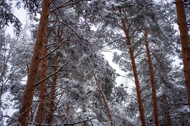 Arbres enneigés dans la forêt avec de la neige au sol