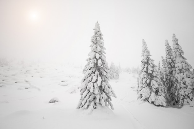 Arbres enneigés dans la forêt, tout est recouvert de neige