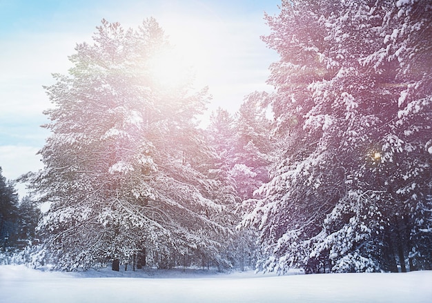 arbres enneigés d'hiver par une journée glaciale