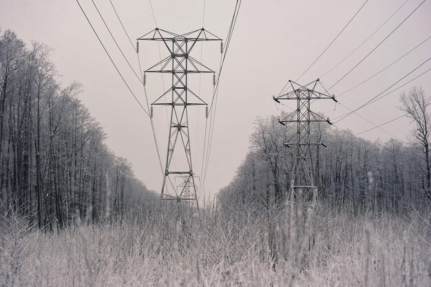 des arbres enneigés et une ligne électrique à proximité - dans la neige et le gel