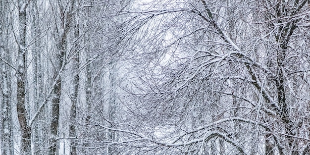 Arbres enneigés moelleux de conte de fées branches nature paysage avec neige blanche et chutes de neige par temps froid