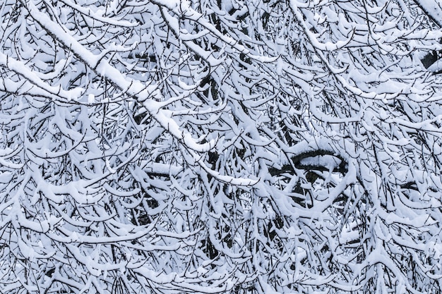 Photo arbres enneigés moelleux de conte de fées branches paysage naturel avec neige blanche et chutes de neige par temps froid