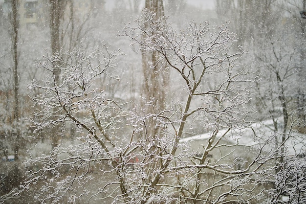 arbres enneigés neige sur les arbres neige sur les branches des arbres neige au printemps