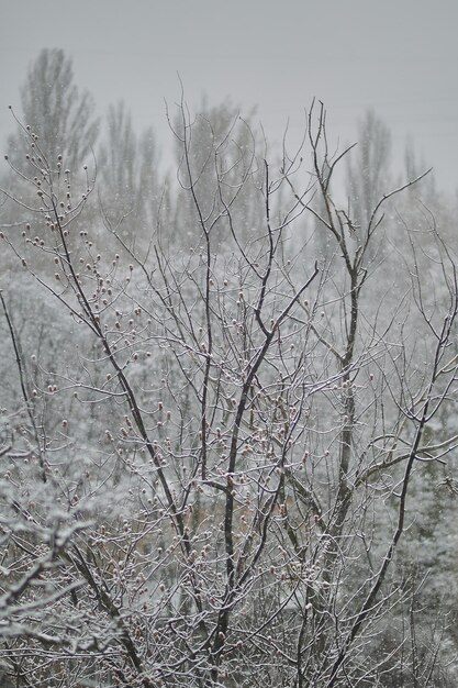 arbres enneigés neige sur les arbres neige sur les branches des arbres neige au printemps