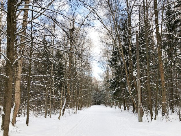 Arbres enneigés et pistes de ski sur route enneigée, paysage forestier d'hiver