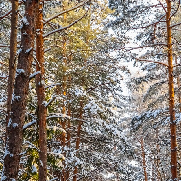 Les arbres enneigés sont éclairés par la lumière du soleil. Forêt d'hiver enneigée par une journée ensoleillée.