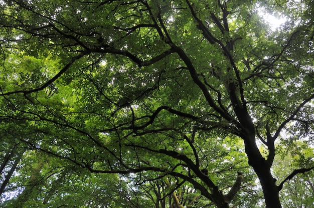 Arbres à l'été en France