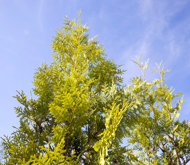 arbres en été