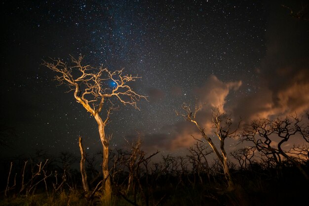 Arbres en feu photographiés la nuit avec un ciel étoilé province de La Pampa Patagonie Argentine