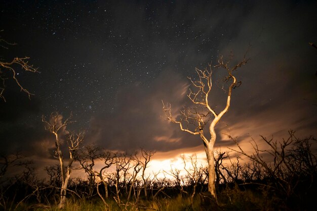 Arbres en feu photographiés la nuit avec un ciel étoilé province de La Pampa Patagonie Argentine