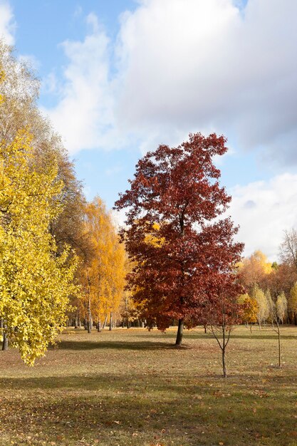 arbres et feuillage en automne