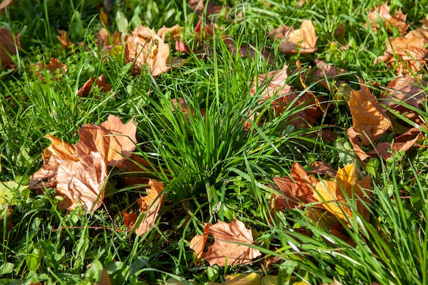 Arbres à feuillage orange en automne