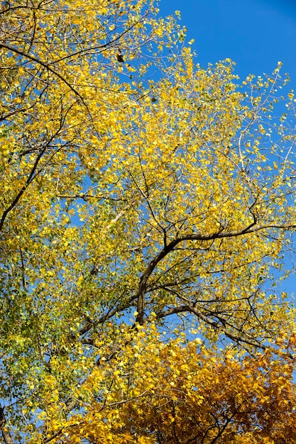 Arbres à feuillage pendant la chute des feuilles