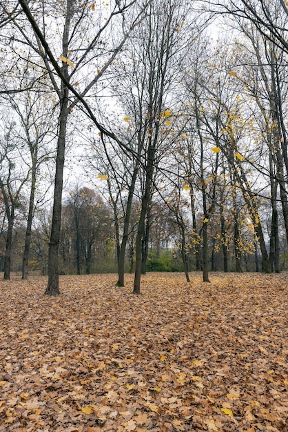 Arbres à feuillage tombant en automne