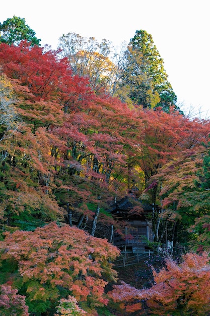 Arbres et feuilles d'automne au Japon