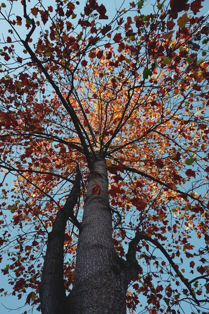 Arbres à feuilles brunes dans la montagne en automne couleurs d'automne et feuilles d'automne