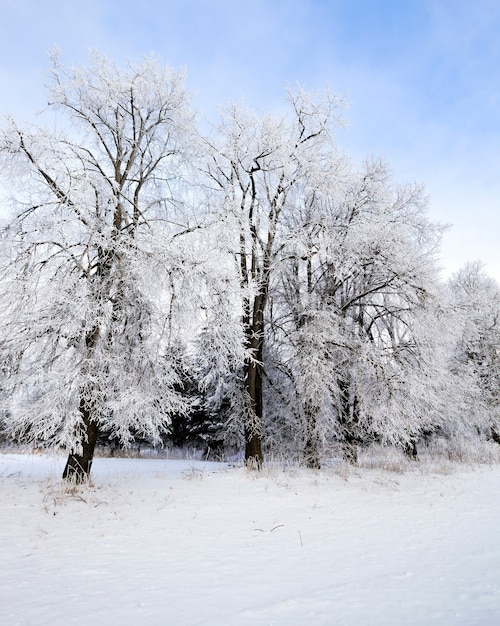 Photo arbres à feuilles caduques après les chutes de neige