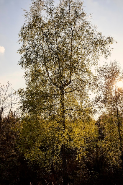 Arbres à feuilles caduques au printemps avec feuillage vert