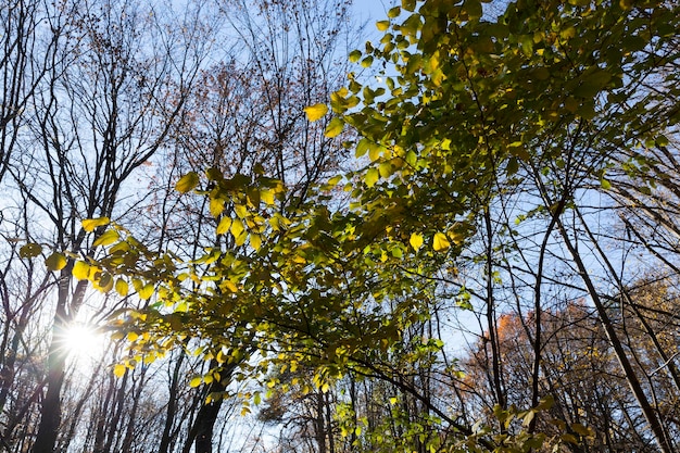 Arbres à feuilles caduques en automne pendant la chute des feuilles