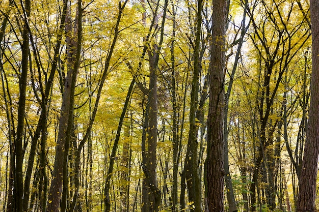 arbres à feuilles caduques à l'automne