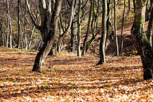 arbres à feuilles caduques à l'automne