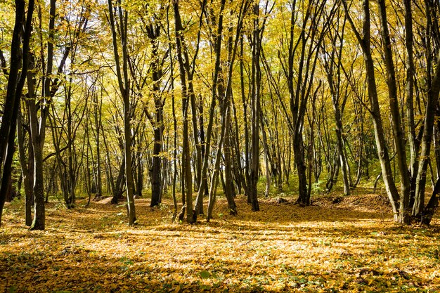 Arbres à feuilles caduques en automne