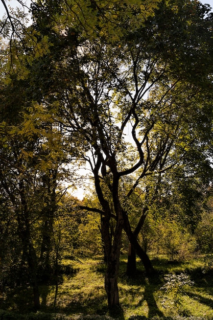 Arbres à Feuilles Caduques Colorés Dans La Forêt D'automne, Le Feuillage Des Arbres Change De Couleur Pendant La Chute Des Feuilles