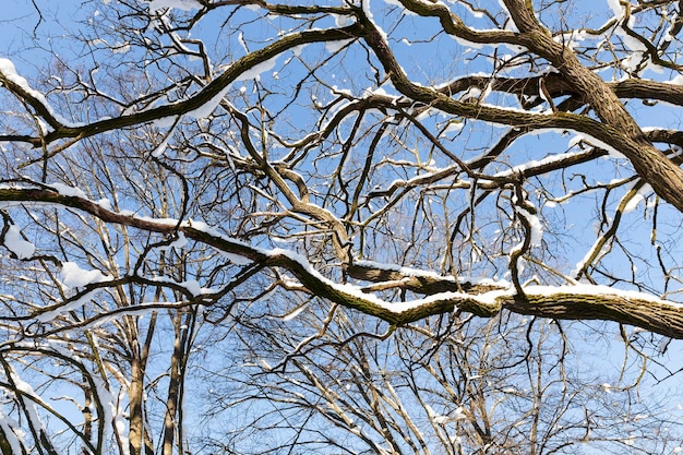 Arbres à feuilles caduques dans la neige en hiver