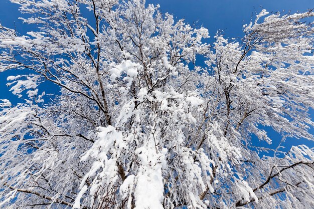 Arbres à feuilles caduques en hiver