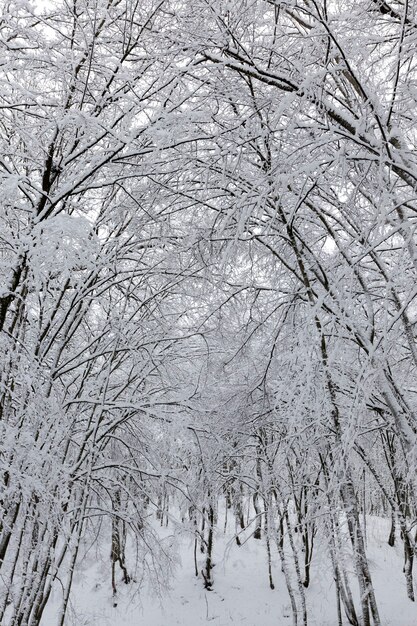 Arbres à feuilles caduques nus dans la neige en hiver