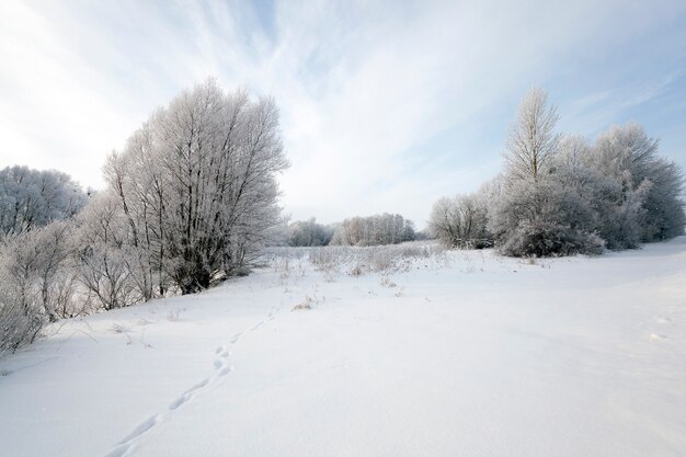 Arbres à feuilles caduques, photographiés pendant l'hiver.